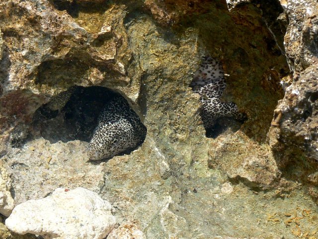 90- Une jeune murene dans 10cm d'eau 